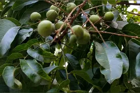 肥皂树、木槿树是两种天然的洗涤用品植物，皂树果核具有药用价值图片