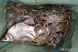 钓鱼一整天，就这仨瓜俩枣，这么多螃蟹是啥情况，是不是亏大了？图片