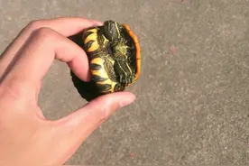 珠江里钓上来一只乌龟，看着不太对，凑近后：这也下不去嘴啊图片