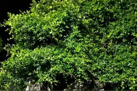 广东这家火了30年的粥铺，没有门面用榕树当招牌，轻松年入百万图片