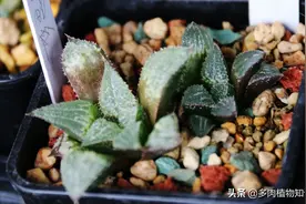 多肉幼儿园热闹非凡，来瞧瞧看这些宝宝吧图片