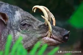 印尼一野兽是猪中奇葩，喜欢吃剧毒的果子，遇到雄性就吐口水图片