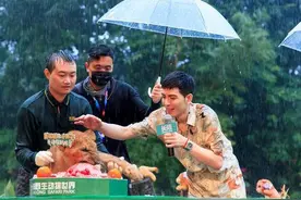 萧敬腾来长隆啦！和狮子五胞胎一起开“趴”闹翻全场图片