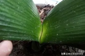 君子兰不长新叶是怎么回事图片