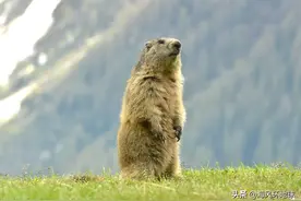 进入“生命禁区”可可西里，里面兔子和土拨鼠，随时可能要你命？图片