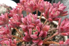多肉红稚莲开花不按套路，经常到处冒花箭，建议直接剪掉就完事图片