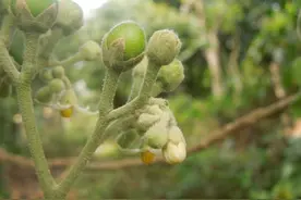 一味中药——假烟叶树，既可治痛风，又可治癣，还可治黄肿图片