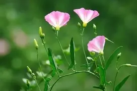 童年趣事之“那些花儿”图片