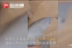 江苏盐城：三只海豚搁浅 渔政边防联手解救图片