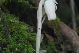 外形酷似“豌豆射手”珍稀植物水晶兰现身重庆阴条岭自然保护区图片