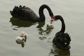 泰安夏张有个天鹅湖，湖中温馨的天鹅一家分外抢眼图片