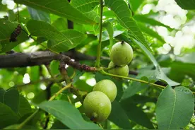 核桃树栽培技术｜早实核桃树水分管理图片