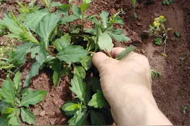 野菜马兰头，餐桌上的佳肴，这样栽培茎叶更加嫩绿、产量高图片