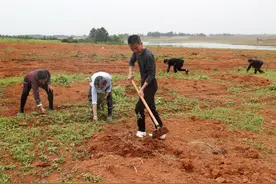 江西东乡：道地中药材种植 荒山荒坡披“绿”装图片