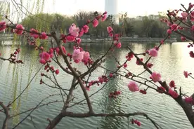 春天是个万物复苏的季节。花儿争芳斗艳，柳树姑娘在河边跳舞。图片