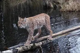 猞猁如何反杀狼群？防御无懈可击，进攻心狠手辣，杀到断子绝孙图片