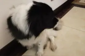杰克的故事续集图片