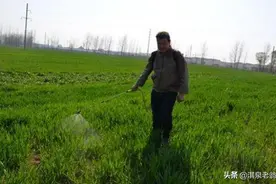 小麦播种后能喷除草剂吗？什么时间喷效果最好图片