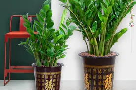 代表好寓意的“5种花”，观赏性也不低，客厅摆放很合适图片