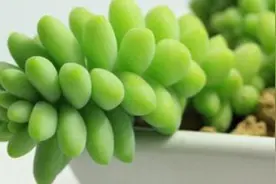 新玉缀夏天室内怎么养图片