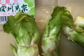 杜海玲：四川儿菜在日本叫祝蕾图片