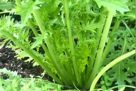 农村6种适合做酸菜的青菜，你吃过几种？酸菜这样制作特别下饭图片