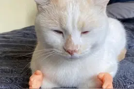 猫：我想，她的屁屁有这么大~（漫画）图片