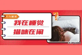 猫咪总是打扰我睡觉怎么办？2步让你呼呼大睡到天明图片