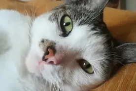 妹子生病在家，睁眼却见有陌生喵深情看着她，妹子：我没养猫啊图片
