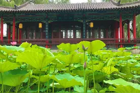 并蒂莲有了，该怎么歌咏它呢？图片