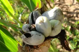 高粱和玉米上面的“黑肿瘤”哪个更美味？图片