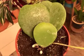 球兰养在窗台边能开花，花朵带有迷人的香味，能够爬满整个窗户图片
