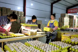 城里人吃的鸡蛋是从哪来的？9亿只产蛋鸡整装待发，供养全中国人图片
