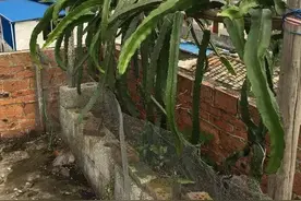 北方地区如何盆栽火龙果？慎重处理此3步，成活率更高一些图片