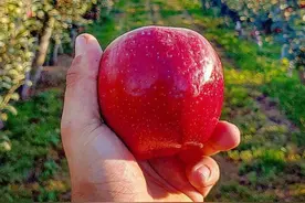 这种苹果自带“保鲜”功能，可放一年不腐烂，你会买吗？图片