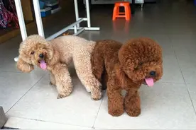 看完养公犬和母犬的区别，你会知道如何选择的图片