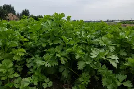 芹菜种植小技巧，3个方面要注意，做不对，出苗少，长势差图片