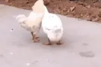 「GIF」最后的表情是嫉妒加上恨吧。哈哈哈图片