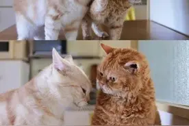 两只猫咪间的“相爱相杀” ，简直是一对欢喜冤家！图片