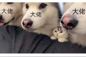 上架4年的俄罗斯游戏，靠着腾讯爸爸，拿下了中国免费榜冠军图片
