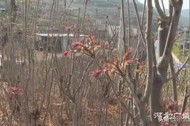 太行特产，香遍天下：首届香椿节将在石家庄市鹿泉区谷家峪村举办图片