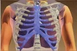 好玩有料的STEM科学课《制作模型肺》图片