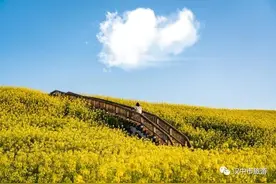 踏春去～这11条精品油菜花观花线路赶快收藏！图片
