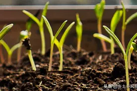 EM菌如何自制？2种方法，操作简单，成本低又好用图片