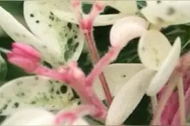 你有所不知的这些广府隐语图片