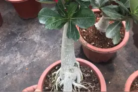 沙漠玫瑰实际是多肉植物，养护要注意这些点，养好很容易图片
