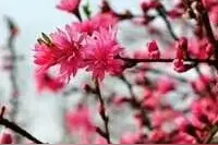 春色撩人，爱花风如扇，柳烟成阵图片