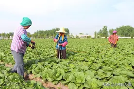 生物有机肥种菜这么好，为何不试试自己做，方法简单肥效还高图片