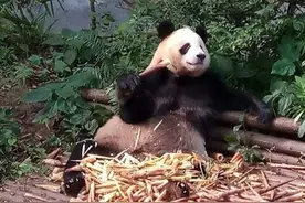 大熊猫的“超能力”：每天能吃60公斤，排便40次图片