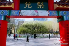 哈尔滨135岁古梨树绽放生机图片